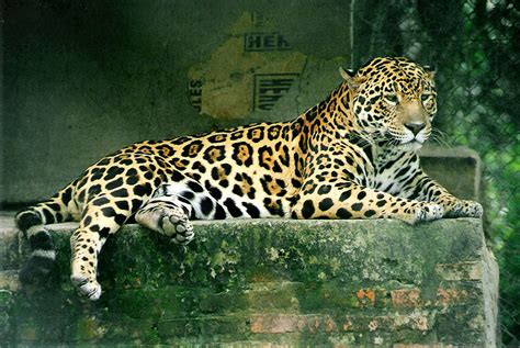 The Old World Jaguar Twilightbeasts