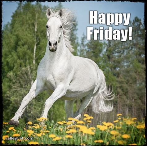 Happy Friday Happy Friday Tomorrow Is Friday Horse