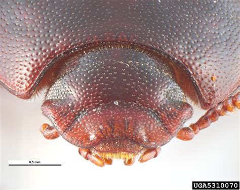 Lesser Mealworm Alphitobius Diaperinus Coleoptera Tenebrionidae 5310070