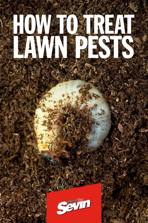 How To Detect And Treat Common Lawn Pests Lawn Pests Garden Pests Pests