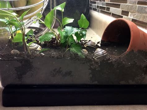 There are a wide variety of snails to choose from if you're jonesing for a squishy little another important element to caring for snails is calcium. SugarPickle Designs: How to take care of your pet garden ...