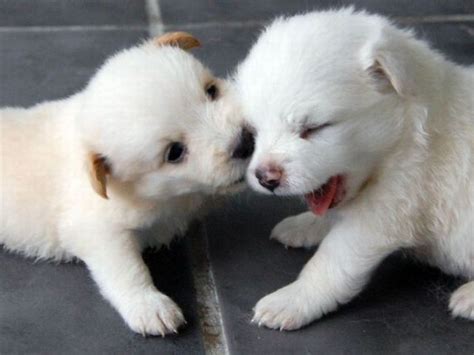 Zoo Animals Funny Cute Kissing Puppies New Photos