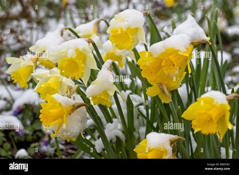 Daffodils Covered In Snow Stock Photo Alamy
