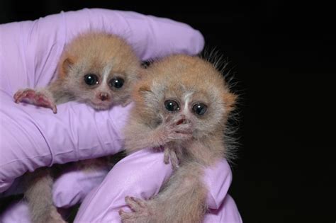 Loris Fact 2 Babies The Weight Of Paperclips Slow Loris Little