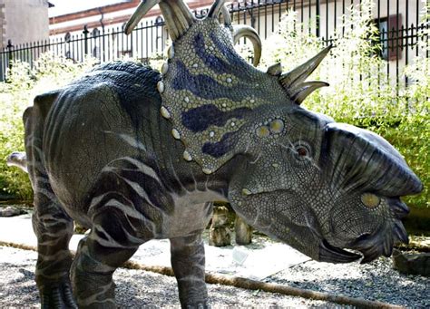 Pachyrhinosaurus Dinosaurs Pictures And Facts