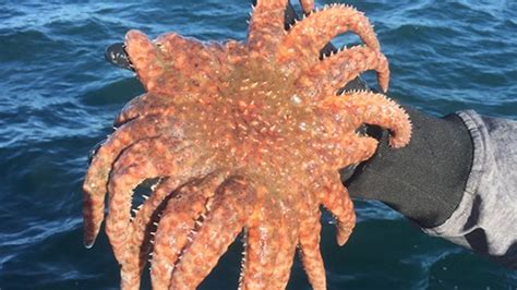 Here are a few facts that you will learn about starfish:*starfish are part of a group of animals called echinoderms. Scientists unravel complex factors of starfish diseases ...
