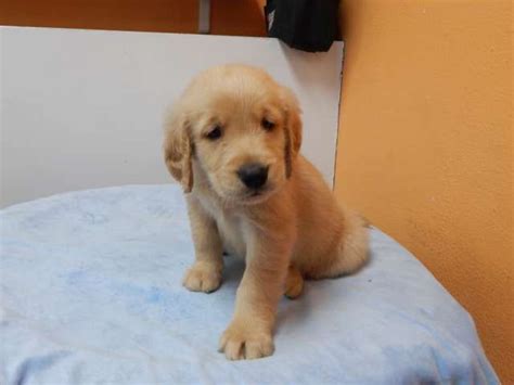 We began breeding and showing golden retrievers as a hobby. GOLDEN RETRIEVER - MR. BULLDOG - Los Angeles Pico Rivera Dogs & Puppies For Sale | Golden ...
