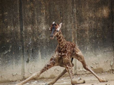 Newborn Baby Giraffe Walking Newborn Baby