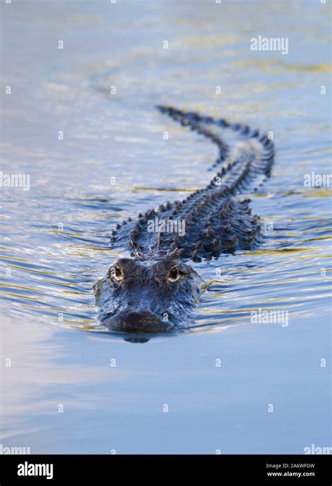 American Alligator Alligator Mississippiensis Swimming Myakka River