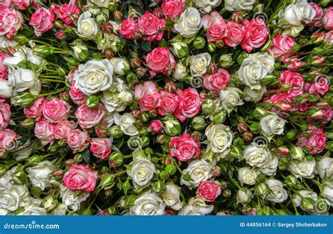 White Pink Roses Stock Photo Image Of Abstract Ornate 44856164