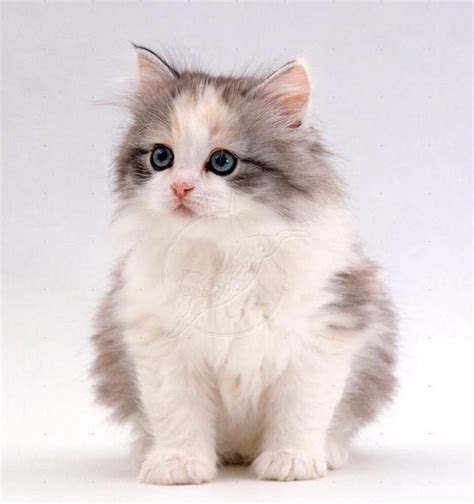 1000 Images About Cute As A Kitten On Pinterest Orange