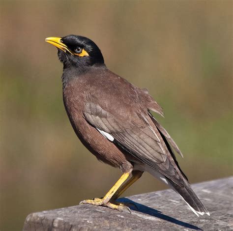 Ssaa Member Shares Indian Myna Bird Audio For Pest Bird Hunting Decoy