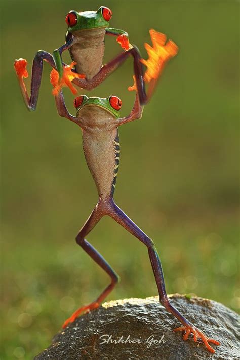 Frog Dance Animals Love Beauty Nature Awesome Birds Animals And