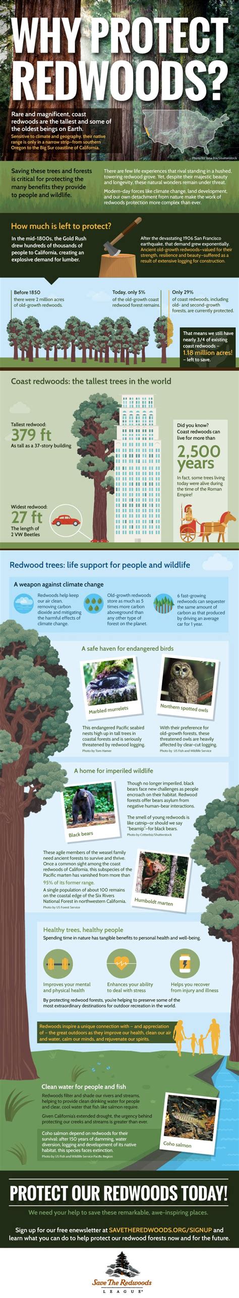 Think Big Today With This Redwoods Infographic Save The Redwoods League
