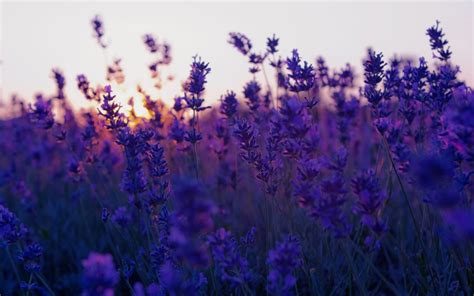 Purple Background Tumblr ·① Download Free Stunning Full Hd Backgrounds For Desktop Mobile