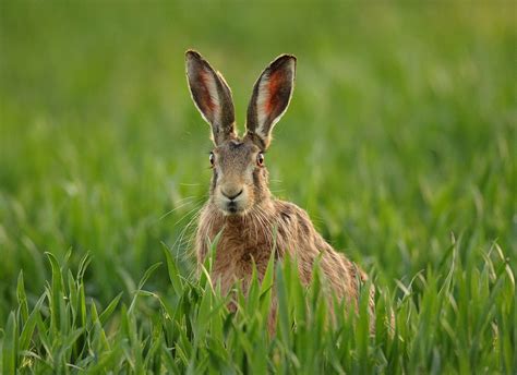 Brown Hare Sitting In Winter Wheat Spring Evening Suffolk Lepus