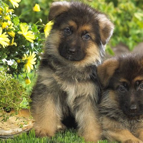50 Awesome German Shepherd Dog Pictures