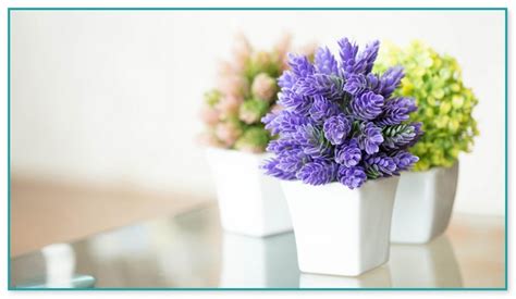 These pretty blooming indoor plants with velvety leaves and colorful flowers are one of the most popular indoor flowering plants. Small House Plants With Flowers