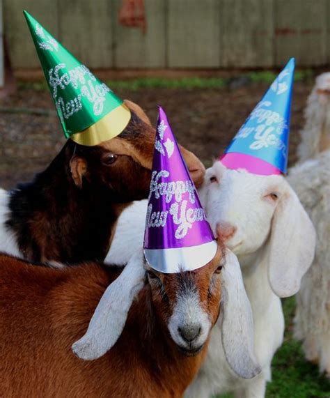 Baby Goat Birthday Party Birthdayzc