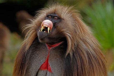 Gelada Males Have Very Long Canine Teeth Which Are Bared Primarily To