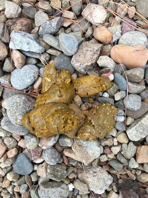 Why Is My Dogs Poop Yellow