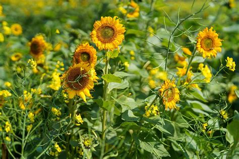How To Grow Sunflowers As A Cover Crop Gardeners Path