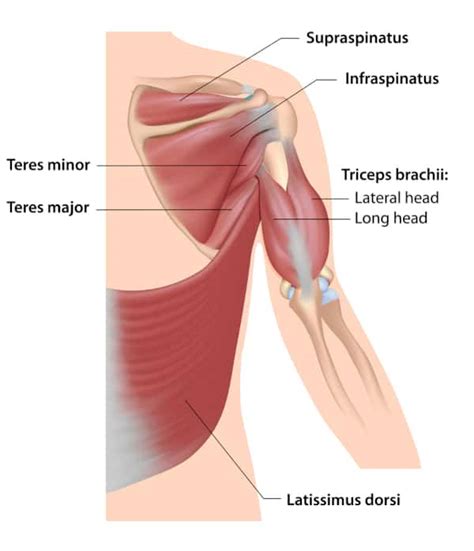 Teres Major And Minor Exercises Benefits And How To Workouts