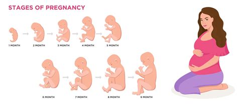 stages of fetal development stock illustration download image now fetus development human