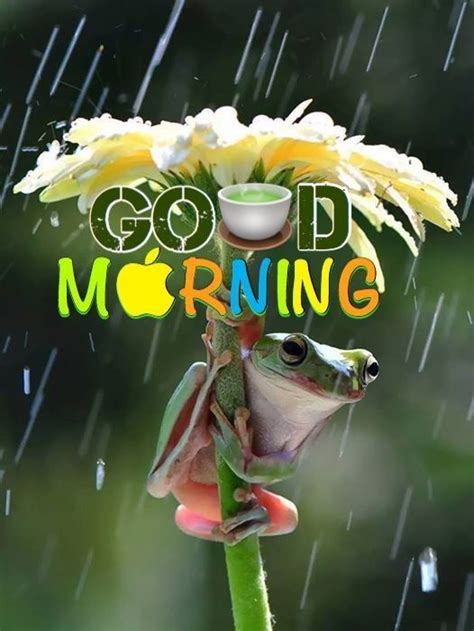 Pin By Carpe Diem On ♡ Frogs ♡ Good Morning Funny Pictures Good