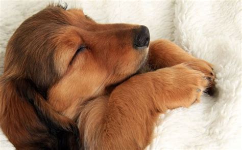 But what does it mean? Do Dogs Dream? - American Kennel Club