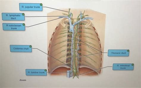 The Thoracic Duct Drains Lymph From All Following Regions Except Best