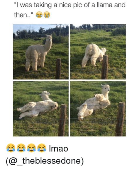 I Was Taking A Nice Pic Of A Llama And Then 😂😂😂😂 Lmao Lmao Meme On Meme