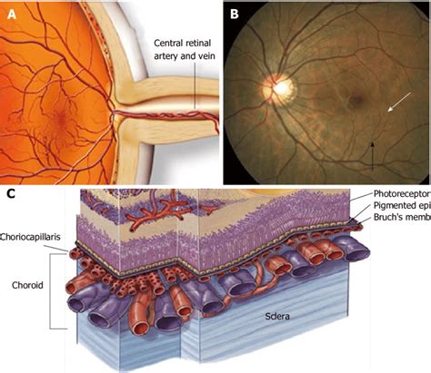 Anatomy Of Ocular Circulation A Central Retinal Artery And Vein