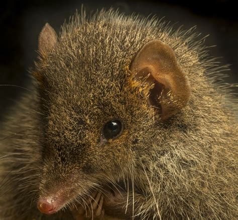 Broad Footed Marsupial Mice Antechinus