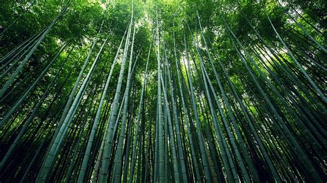 Hd Wallpaper Bamboo Lot Realistic Green Backgrounds Green Color