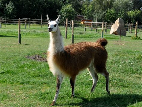 Lama Glama Llama In Farma Wenet