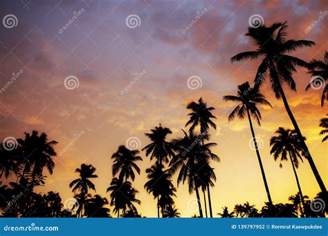 Palm Tree At Sunset With Color Sky Stock Photo Image Of Asian Pastel