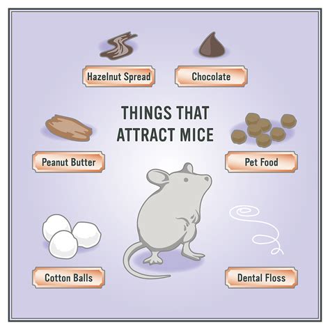 Follow the trail of mouse droppings. How to Get Rid of Mice in 5 Easy Steps