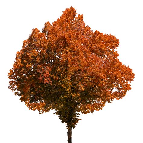 Autumn Tree transparent PNG - StickPNG png image