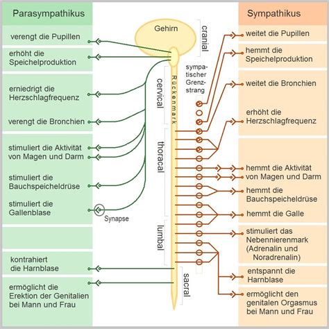 We did not find results for: Vegetatives Nervensystem - Wikipedia