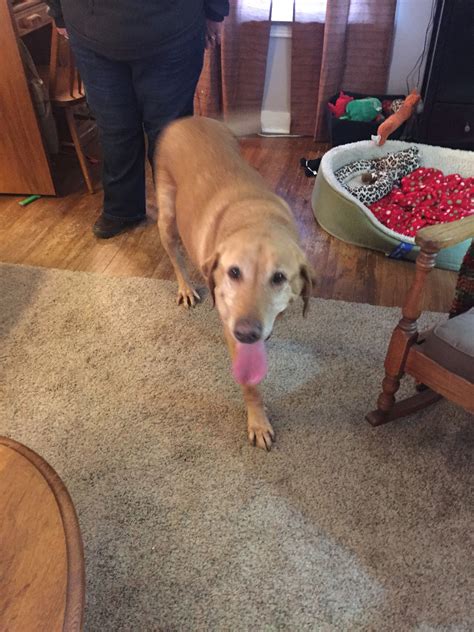 Most cats over the age of 1 year have a natural immunity to felv. Adopted 3.19.15! Ziggy is a yellow lab that was ...