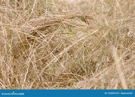 Hay Grass Dried Yellow Straws Straw Nature Background Stock Photo