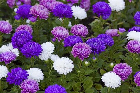 They love the heat and will keep blooming all summer long. 16 Stunning Perennial Flowers that Bloom All Summer - Home ...