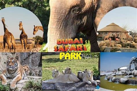 Dubai Safari Park 2023 Viator