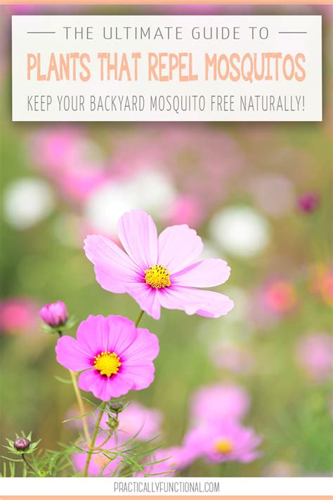 The Ultimate Guide 34 Plants That Repel Mosquitos Naturally