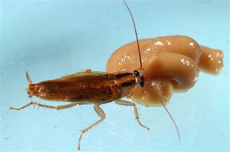 Cockroaches Rapidly Evolve To Become Almost Impossible To Kill