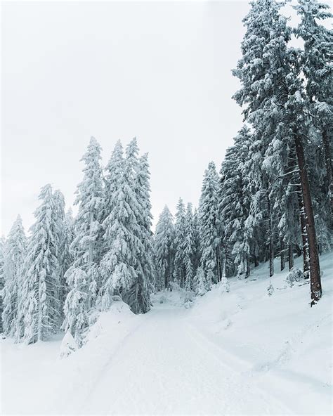 Winter Snow Trees Path Snowy Hd Phone Wallpaper Peakpx