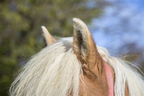 Horse With Ears Pinned Back Stock Photo Image Of Equestrian Ears