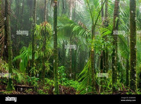 Trees In Rain Forest Mist El Yunque Caribbean National Forest Puerto
