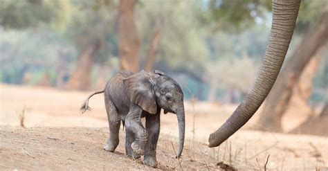 How Long Are Elephants Pregnant Az Animals